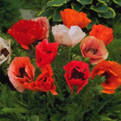 Мак восточный Пиззакато - Dolina-Sad.Ru