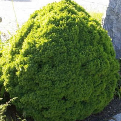 Ель Канадская Альберта Глобе, С3 - Dolina-Sad.Ru