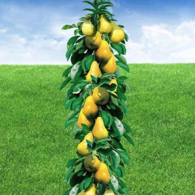 Груша Медовая Груша Медовая - Dolina-Sad.Ru