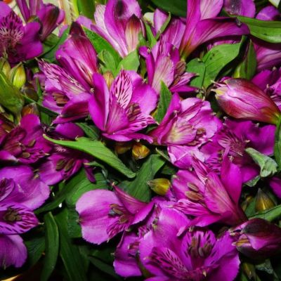 Альстромерия Юпитер - Dolina-Sad.Ru