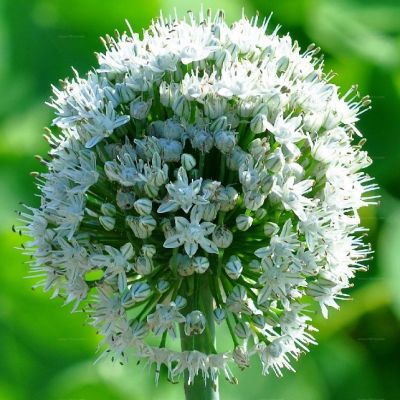 Аллиум Сативум Аллиум Сативум - Dolina-Sad.Ru