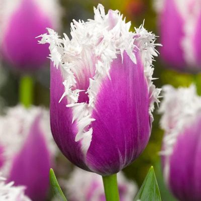 Тюльпан Камминс Тюльпан Камминс фото