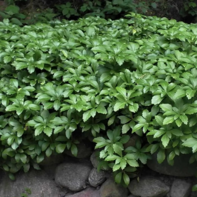 Пахизандра верхушечная Грин Карпет Пахизандра верхушечная Грин Карпет фото