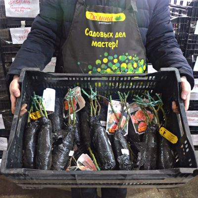 Роза Чиппендейл Роза Чиппендейл фото