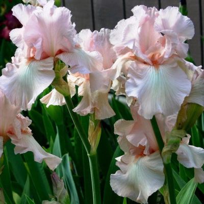 Ирис Фраппэ Ирис Фраппэ фото