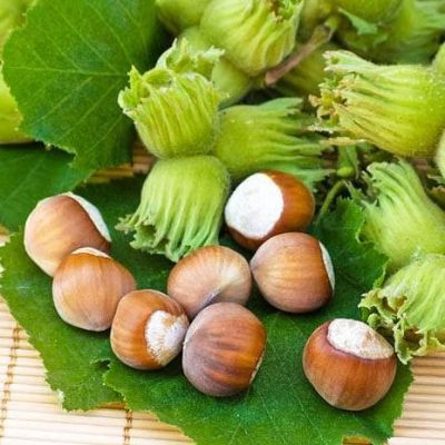 Фундук зеленолистный Шедевр Фундук зеленолистный Шедевр фото