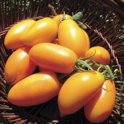 Томат Банан Оранжевый Томат Банан Оранжевый фото