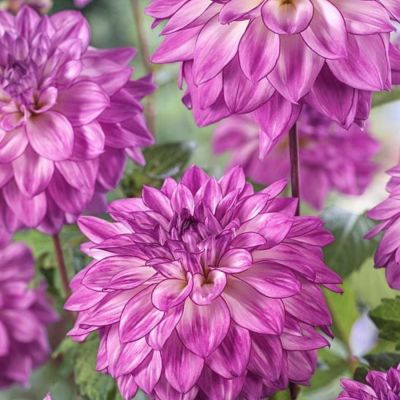 Георгина Лэйк Мичиган Георгина Лэйк Мичиган - Dolina-Sad.Ru