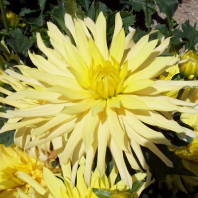 Георгина Мюнхен Георгина Мюнхен фото