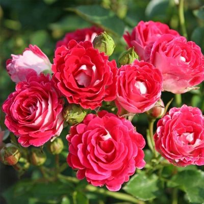 Роза Шёне Кобленцерин Роза Шёне Кобленцерин фото