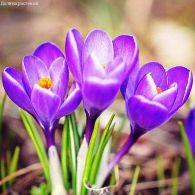 Крокус Барс Парпл за рубль Крокус Барс Парпл за рубль фото