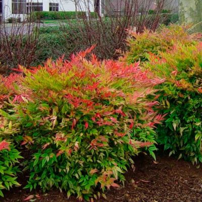 Нандина домашняя Гольфстрим Нандина домашняя Гольфстрим - Dolina-Sad.Ru