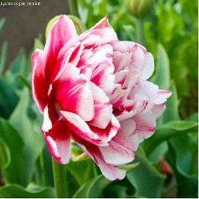 Тюльпан Мелроуз Тюльпан Мелроуз фото