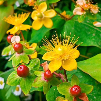 Зверобой Даммера Петер Даммер - Dolina-Sad.Ru