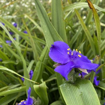 Традесканция Андерсона Званенбург Блю Традесканция Андерсона Званенбург Блю - Dolina-Sad.Ru