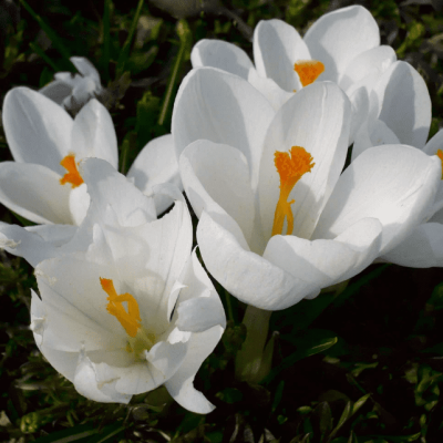 Крокус осеннецветущий Альба Крокус осеннецветущий Альба фото