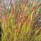 Просо прутьевидное Ротштральбуш фото