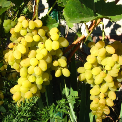 Виноград Восторг мускатный Виноград Восторг мускатный фото