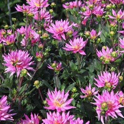 Георгина Карма Пинк Корона - Dolina-Sad.Ru