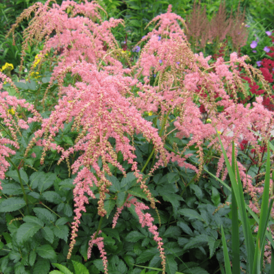 Астильба Тунберга Страуссенфедер , x Астильба Тунберга Страуссенфедер , x фото