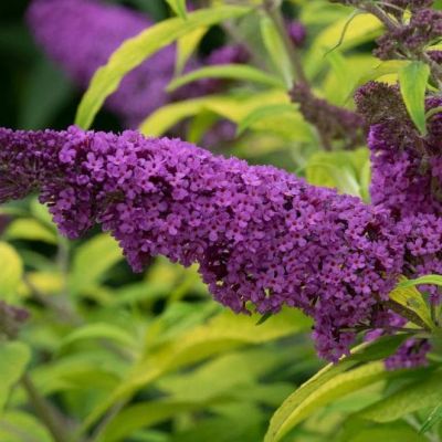 Буддлея Муншайн Буддлея Муншайн фото