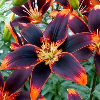 Лилия Форевер Сьюзан Лилия Форевер Сьюзан - Dolina-Sad.Ru