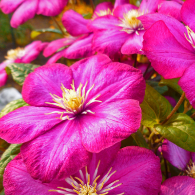 Клематис Карменсита Клематис Карменсита фото