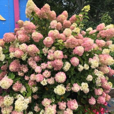 Гортензия метельчатая Литл Блоссом, С1 Гортензия метельчатая Литл Блоссом, С1 - Dolina-Sad.Ru
