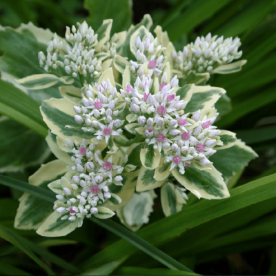 Седум гибридный Фрости Морн фото