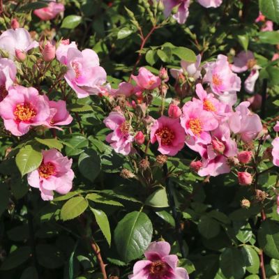 Роза Ориента Лейла Роза Ориента Лейла - Dolina-Sad.Ru