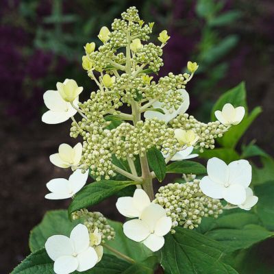 Гортензия метельчатая Мустила - Dolina-Sad.Ru