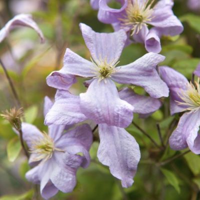 Клематис Принц Чарльз Клематис Принц Чарльз - Dolina-Sad.Ru