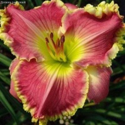 Лилейник Дария 2шт. Лилейник Дария 2шт. фото