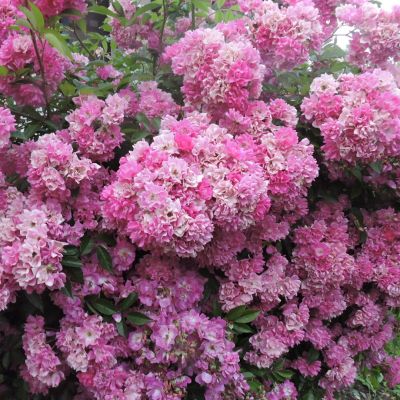 Роза Вартбург Роза Вартбург - Dolina-Sad.Ru