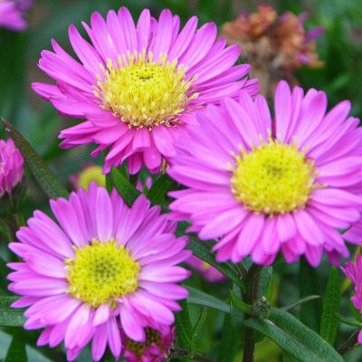 Астра новобельгийская Патрисия Баллард - Dolina-Sad.Ru