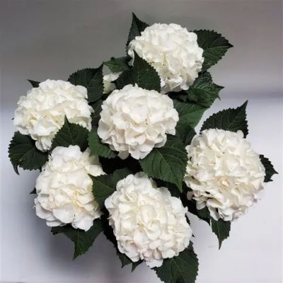 Гортензия крупнолистная Айс Бой, С2 Гортензия крупнолистная Айс Бой, С2 - Dolina-Sad.Ru