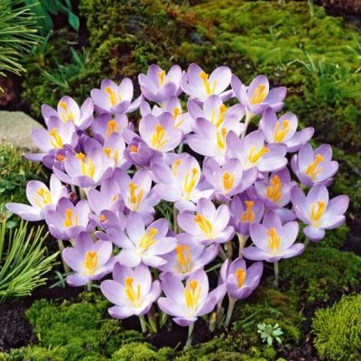 Крокус Барс Парпл за рубль Крокус Барс Парпл за рубль фото