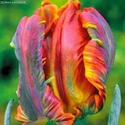 Тюльпан Блюмекс Тюльпан Блюмекс фото