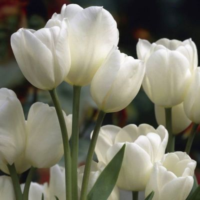 Тюльпан Вайс Берлинер Тюльпан Вайс Берлинер фото