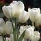 Тюльпан Вайс Берлинер Тюльпан Вайс Берлинер фото