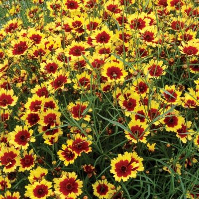 Кореопсис Бенгал Тайгер , C2 Кореопсис Бенгал Тайгер , C2 фото