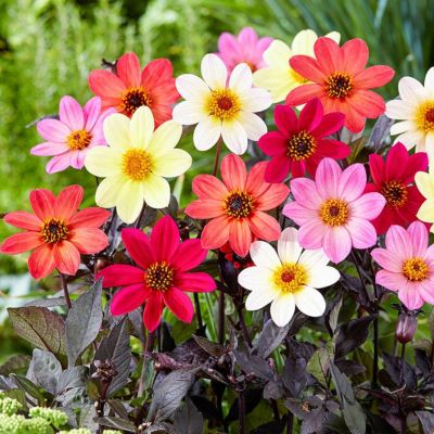 Микс Георгин Хэппи Сингл Микс Георгин Хэппи Сингл - Dolina-Sad.Ru