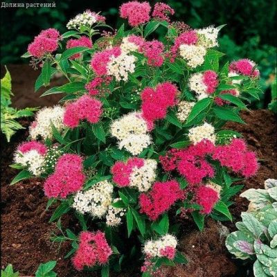 Спирея японская Широбана Спирея японская Широбана фото