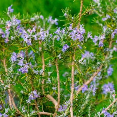 Розмарин лекарственный Поинт Ду Раз Розмарин лекарственный Поинт Ду Раз - Dolina-Sad.Ru