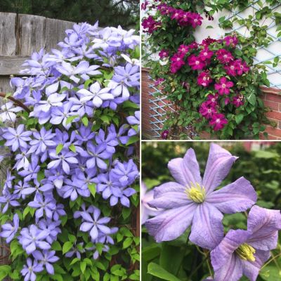 Микс клематисов Англия Микс клематисов Англия - Dolina-Sad.Ru
