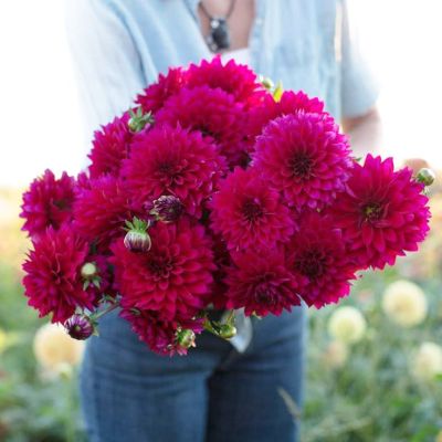 Георгина Империал Пэлас Георгина Империал Пэлас фото