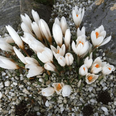 Крокус осеннецветущий Альба Крокус осеннецветущий Альба фото