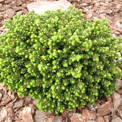 Ель Литл Джем Ель Литл Джем фото