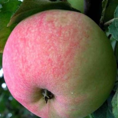 Яблоня Диамант/Осенняя Яблоня Диамант/Осенняя - Dolina-Sad.Ru