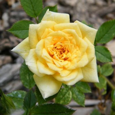 Роза Йеллоу Долл Роза Йеллоу Долл - Dolina-Sad.Ru